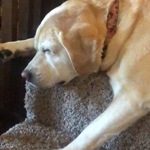 Meet your Posher, Abby